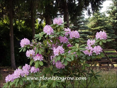 Rhododendron Elegans (Rhododendron roseum Elegans)
This plant has been growing in this spot for at least 15 years or more.